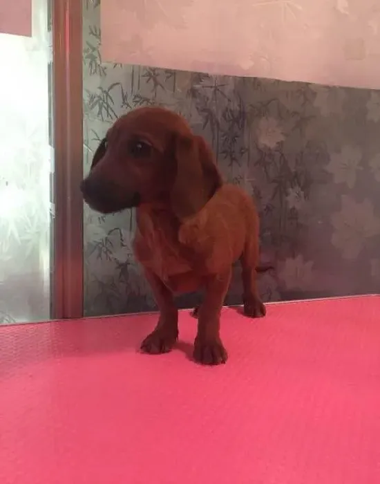 腊肠犬|腊肠犬性格测试法 让你更加了解爱犬
