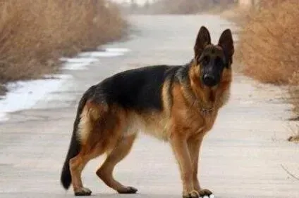 德国牧羊犬|德国牧羊犬轻微翻肠子吃什么药能康复