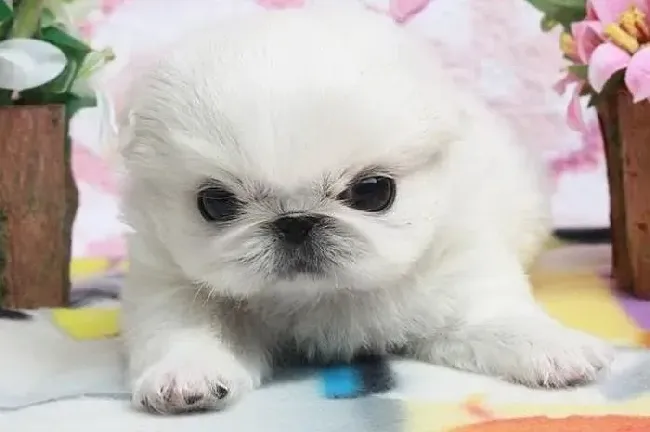 京巴狗|京巴狗为什么老打喷嚏 吃什么药好得快