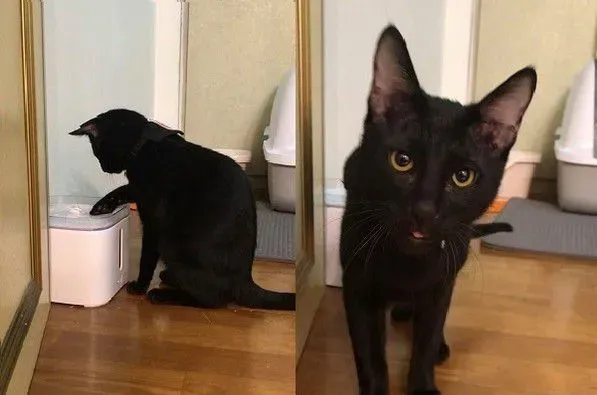 猫哥打呵欠弟弟伸出肉球 狠狠塞进哥哥嘴巴里 | 猫