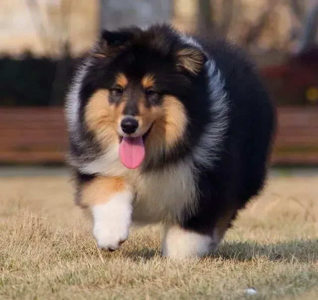 苏格兰牧羊犬|一碰苏格兰牧羊犬就会低吼 性情特别暴躁怎么办