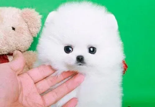 博美犬|博美犬严重挑食还口臭的原因
