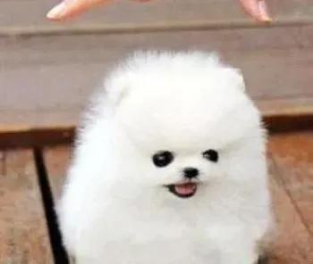 博美犬|学会喂养哺乳期的博美犬