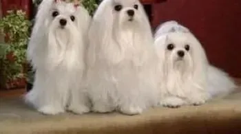 马尔济斯|喂养须知 干狗粮对马尔济斯犬有哪些影响