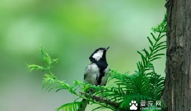 百灵雏鸟怎么养 怎么饲养填喂百灵雏鸟 | 