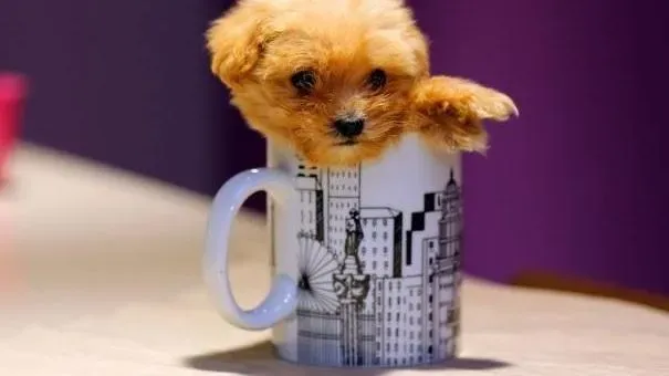 茶杯犬|茶杯犬皮屑多怎么办 茶杯犬皮屑多的原因