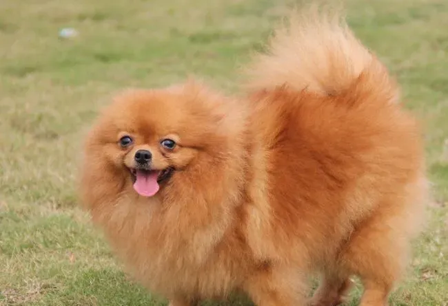 博美犬喂几顿 博美犬喂食需要注意事项 | 博美