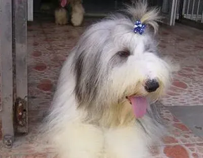 古代长须牧羊犬好养吗 选零食注意的细节 | 古代长须牧羊犬