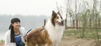 苏格兰牧羊犬吃什么好 苏牧平时都吃什么 | 苏格兰牧羊犬