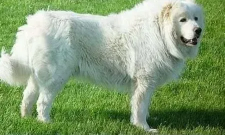 大白熊犬|大白熊犬补钙我们要依量而行才更健康