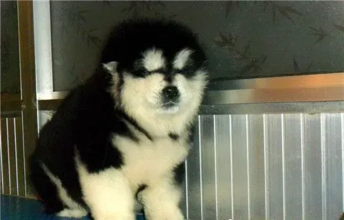 阿拉斯加雪橇犬性格如何 对人非常的友善 | 阿拉斯加雪橇犬