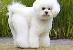 比熊犬|比熊犬的便便可以透露出健康问题