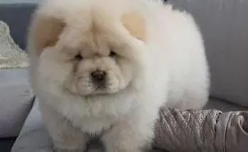 松狮犬|对症下药 制止松狮犬乱咬东西有办法