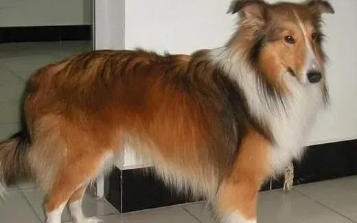 喜乐蒂|新手喂养宝典 如何照顾初进家门的喜乐蒂犬