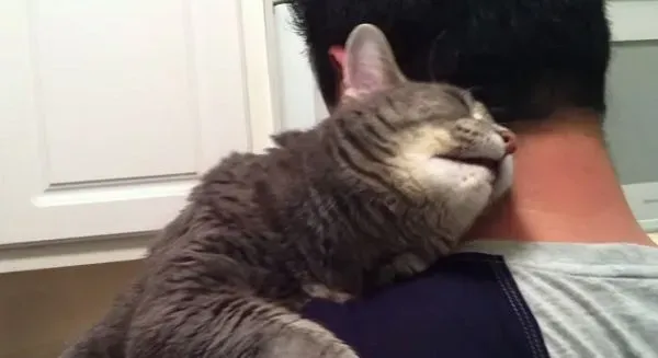 看得人都要融化啦！超会撒娇的喵星人 | 猫