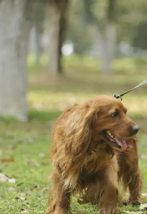可卡犬|公开讲解年幼的可卡犬饲养技巧