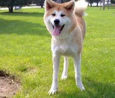 秋田犬|训犬好处多 为什么要提倡大家好好训练秋田犬