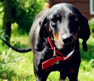 如何喂养黑褐色猎浣熊犬 要合理喂食 | 黑褐色猎浣熊犬