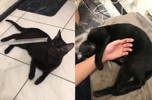 猫哥打呵欠弟弟伸出肉球 狠狠塞进哥哥嘴巴里