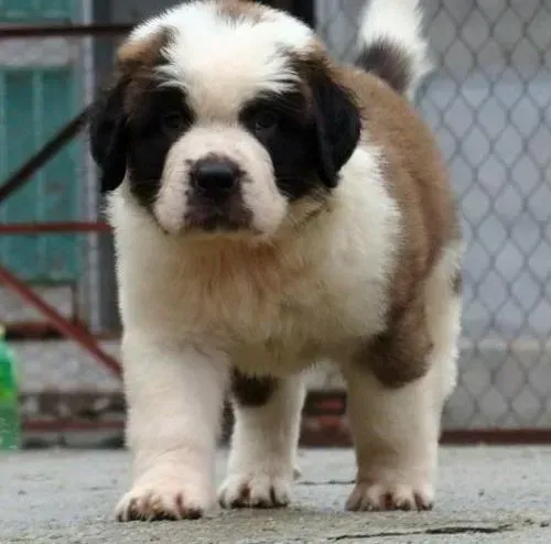 圣伯纳犬|如何帮助圣伯纳犬度过寒冷的冬天