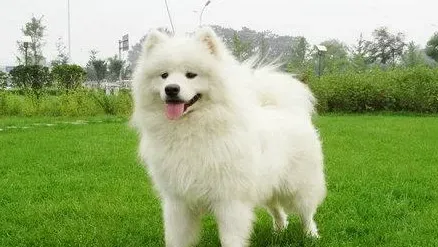 萨摩耶犬咬人吗 要严格的训练和调教 | 萨摩耶犬