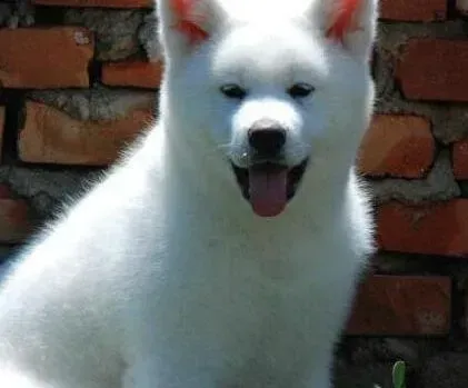 秋田犬|秋田犬真的能听懂人类的语言吗