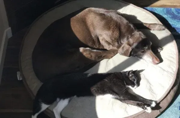 13年不合的猫狗突然破冰成友 其因超暖心 | 狗