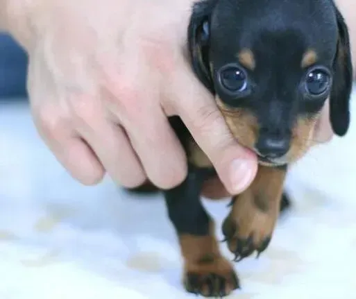 腊肠犬|买回来两天的腊肠犬出现咔咔声怎么办