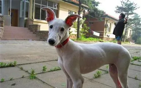 灵缇挑食 要给灵缇犬喂食营养均衡的食物 | 灵缇犬