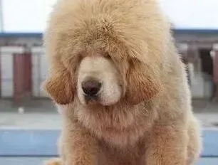 藏獒|教你如何了解藏獒的心理状态