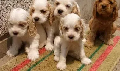 可卡犬|我家产后的可卡犬突然没有奶水了应怎么办