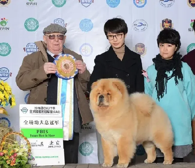 松狮犬|患上佝偻病的松狮犬在治疗上有哪些好方法