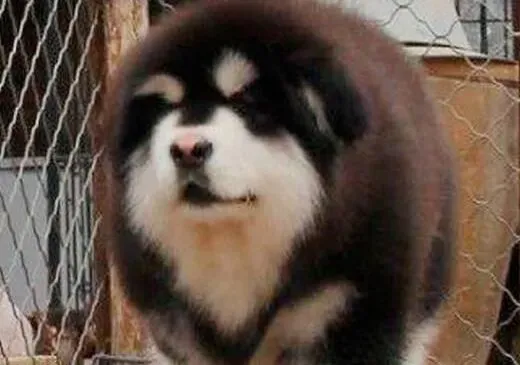 阿拉斯加犬|饲养阿拉斯加犬我们需要注意的问题