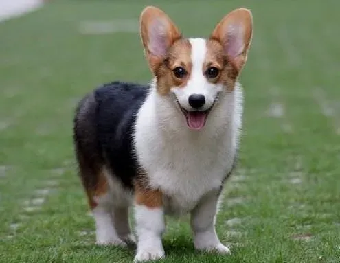 柯基犬|美容整形 柯基犬剪耳时要注意什么