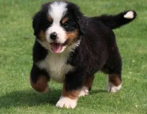 伯恩山犬|伯恩山犬掉毛的重要原因分析