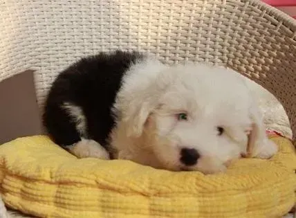 古代牧羊犬|高龄古代牧羊犬的一些特别护理方法