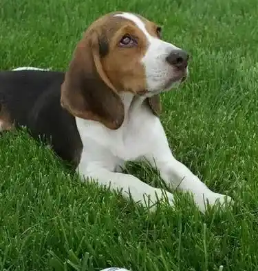 比格犬|家庭护理百科 怎样护理比格犬的耳朵