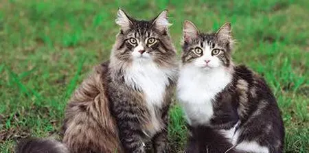 缅因猫能吃奶油吗  喂养小常识 | 缅因猫