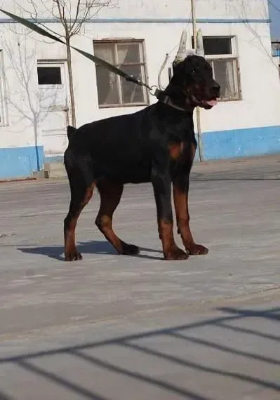杜宾犬|杜宾犬呕吐与便秘的治疗方法