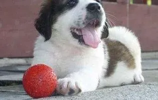 圣伯纳犬|科学饲养 如何正确饲养圣伯纳犬