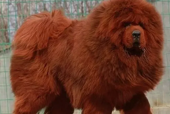 藏獒|藏獒的眼睛里有很多血丝是怎么回事