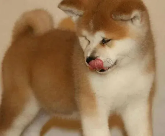 秋田犬|习惯成自然 怎样训练秋田犬进出笼