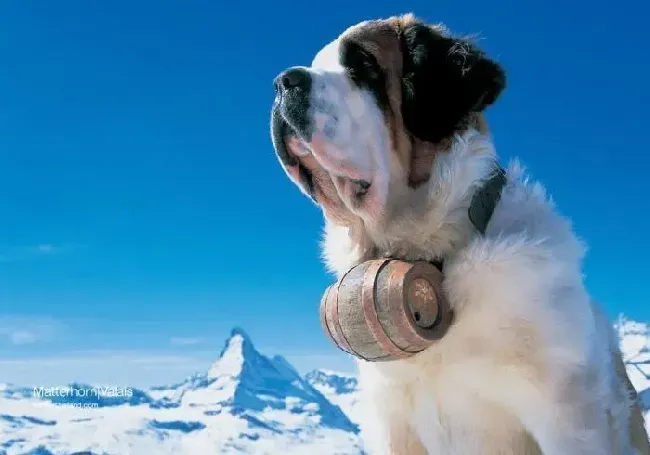 圣伯纳犬|我的圣伯纳犬不好训练怎么办