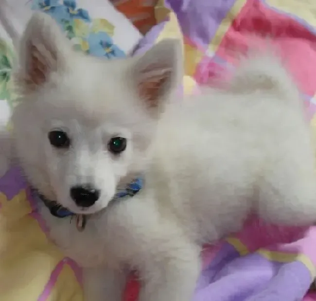 银狐犬|银狐犬喜欢睡在地上会着凉吗