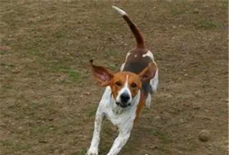 哈利犬好不好养 哈利犬还是比较好养的狗狗 | 哈利犬