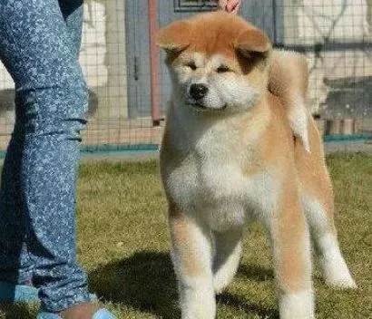 秋田犬|给秋田犬洗澡时要了解的方法有几项内容