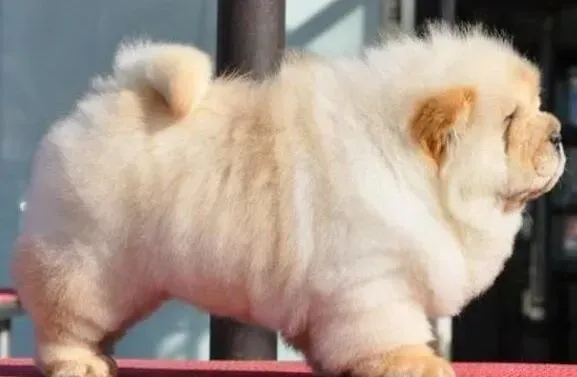 松狮犬|松狮犬总是咬自己的腿怎么回事