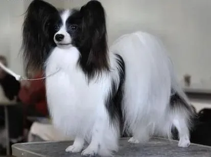 蝴蝶犬|蝴蝶犬很勇猛吗