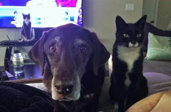 13年不合的猫狗突然破冰成友 其因超暖心