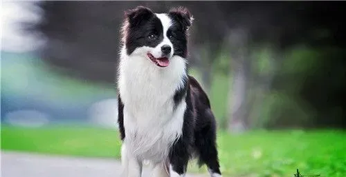 边境牧羊犬幼犬狗粮 边牧喂食的次数与时间 | 边境牧羊犬